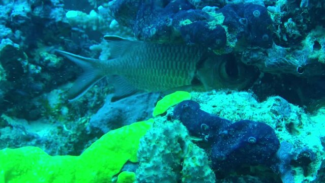 coral reef with big eye tiger fish