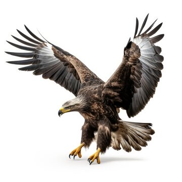 Eagle in white background, AI generated Image