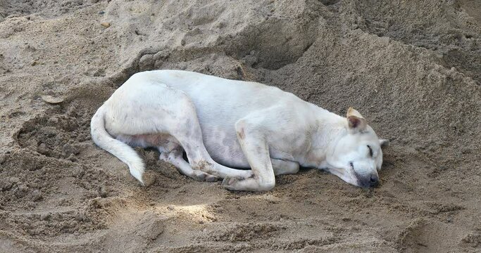Mongrel dog sleeping on the ground next to a pile of sand