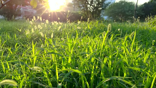 The grass in the morning sun is covered with dew.