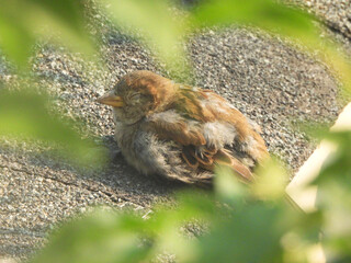 sparrow napping on roof