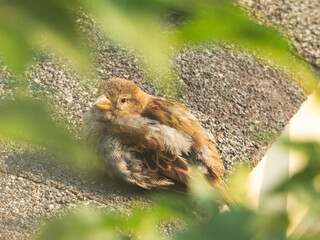 Sparrow sit on roof looking at you