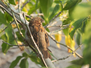 Sparrow on the tree