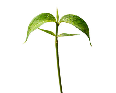 「巻き簀」の写真素材 13,858件の無料イラスト画像 Adobe Stock