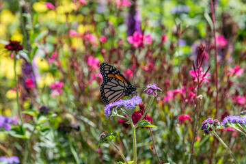 Monarch butterfly feeding on a purple flower in a meadow in a botanical garden in Southern California