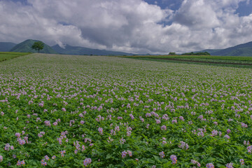 もどきの丘、函館