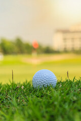 Golf ball is placed on a sunlit green.