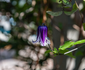Beautiful Rooguchi Blue Bells Clematis flower (also known as solitary clematis) at a botanical garden in Southern California