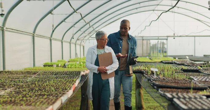 Greenhouse, vegetable farmer and scientist checking plants, agriculture growth and development for sustainable business. black man, woman and agro science in eco farming with professional analysis.