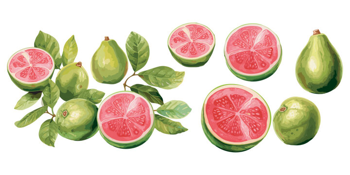 watercolor guava clipart for graphic resources