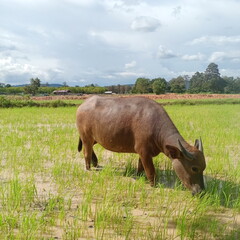 Naklejka na ściany i meble buffalo in the field