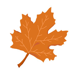 Fototapeta premium A maple leaf vector illustration flat design isolated