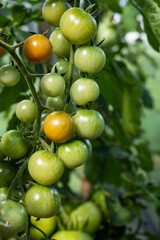 A lot of green tomatoes on a bush in a greenhouse. Tomato plants in greenhouse. Green tomatoes plantation. Organic farming, young tomato plants growth in greenhouse.