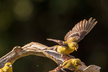 Goldfinches on a branch