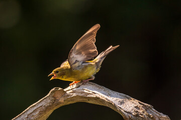 Goldfinch flying off a branch