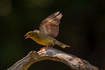 Goldfinch ready to fly