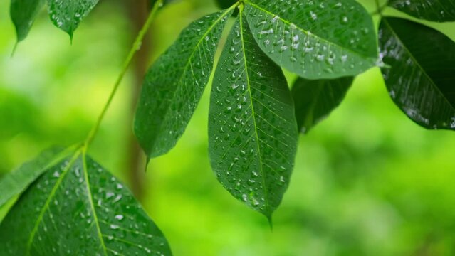 The leaves of trees in the rain in tropical forest during the rainy season. Jungle, Nature, Environment, Greenery, Wet, Moisture, Rainforest, Monsoon, Drops, Dripping, Humidity, Raindrops, Rainshower