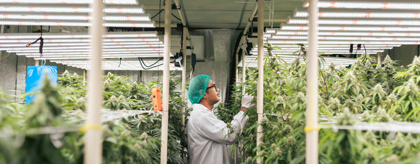Asian man cannabis researcher quality checking cannabis flower in lab farm greenhouse. Cannabis...