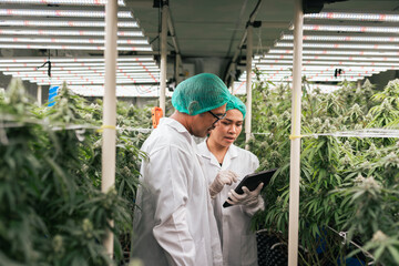 Team cannabis researcher keep data checking cannabis flower in lab farm greenhouse. Cannabis farming control environment for medical industry. selective focus.
