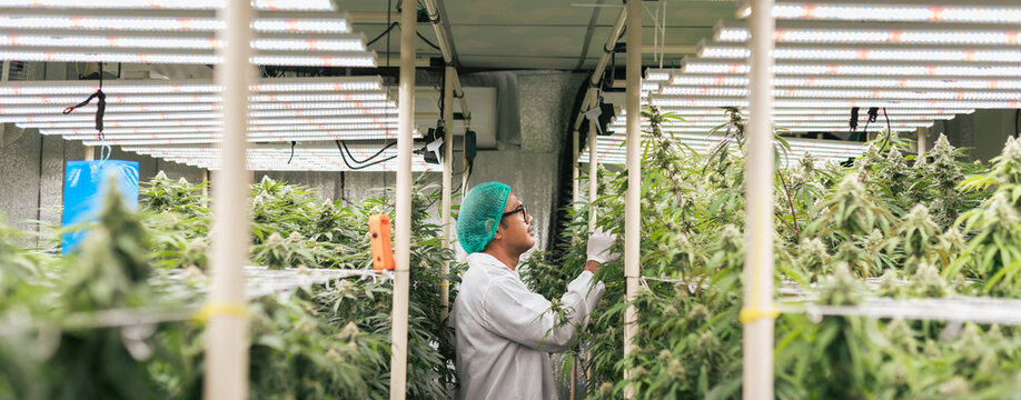 Asian man cannabis researcher quality checking cannabis flower in lab farm greenhouse. Cannabis farming control environment for medical industry.