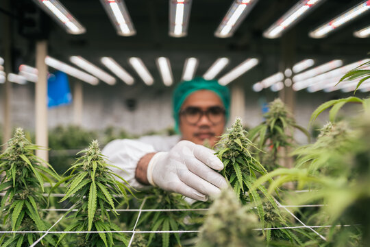 Selective focus hand of Asian man cannabis researcher touching  cannabis flower in lab farm greenhouse. Cannabis farming control environment for medical industry.