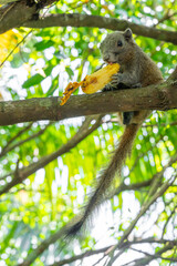 Brown squirrel eating banana on tree with sunlight.