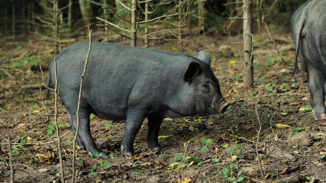 Close-up of black piglet standing still and waving its tail. Black mini pig breed free-range pig in autumn forest. Farm and pig farming concept