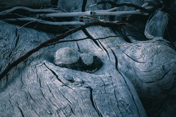 Drift wood texture