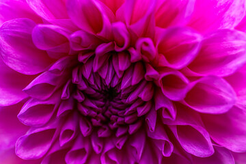 Blooming lilac dahlia. The beauty of nature and landscape design. Close-up. Background.