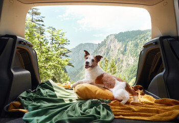 dog in car in a cage with a view to the mountains. Traveling with a pet by car. nova scotia duck...