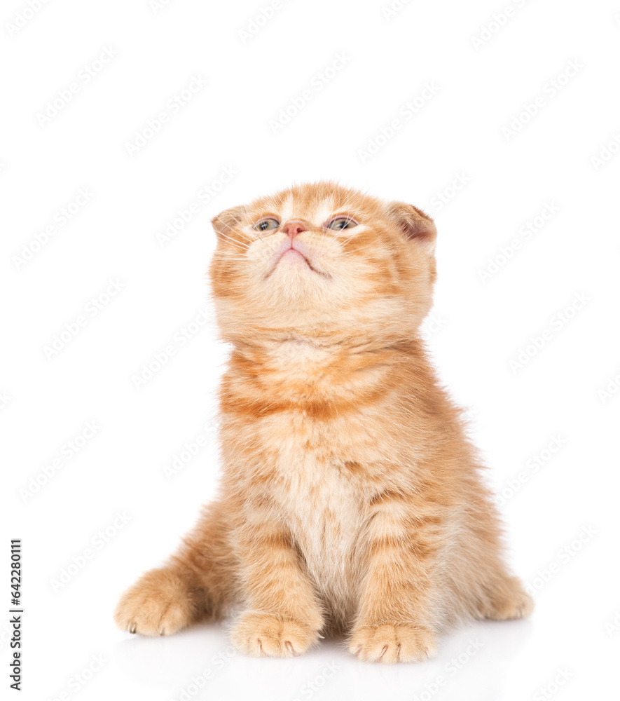 Poster Curious ginger kitten sitting and looking up on empty space. isolated on white background
