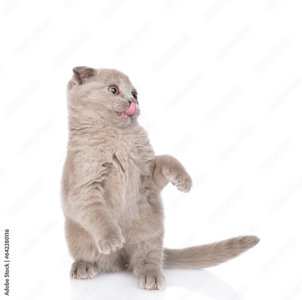 Poster playful gray kitten standing on hind legs and looks away on empty space. isolated on white backgroun