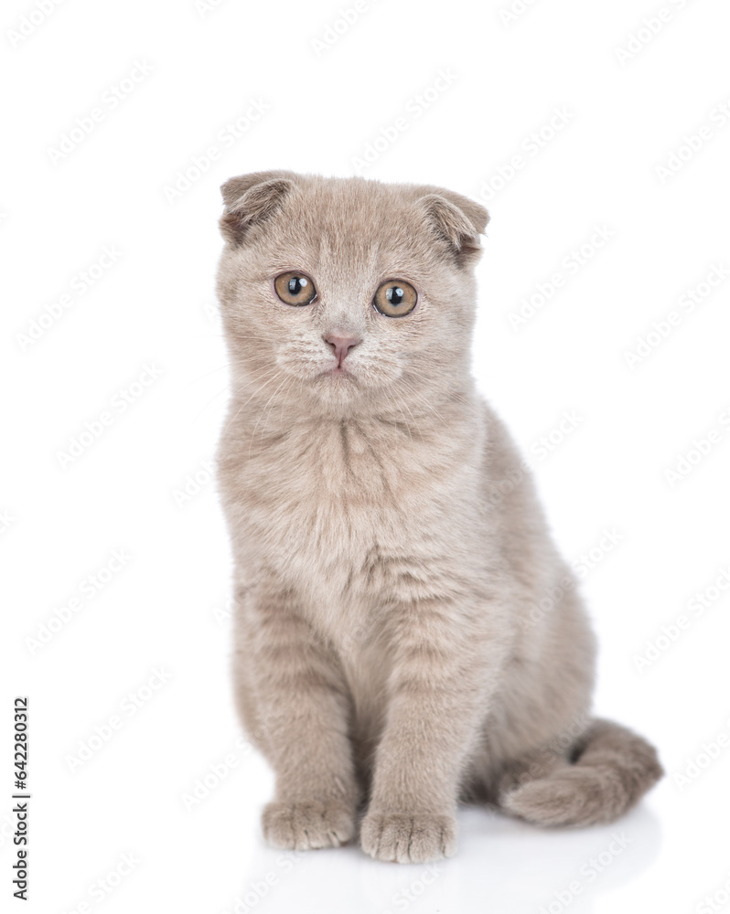 Poster cute fold scottish kitten sits in front view and looks at camera. isolated on white background