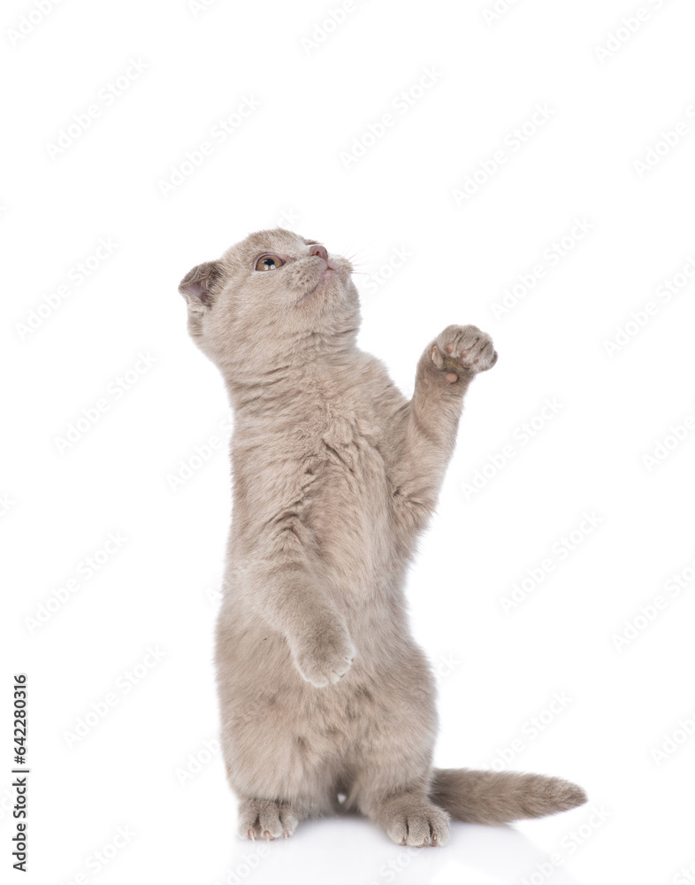 Poster playful gray kitten standing on hind legs and looks up on empty space. isolated on white background