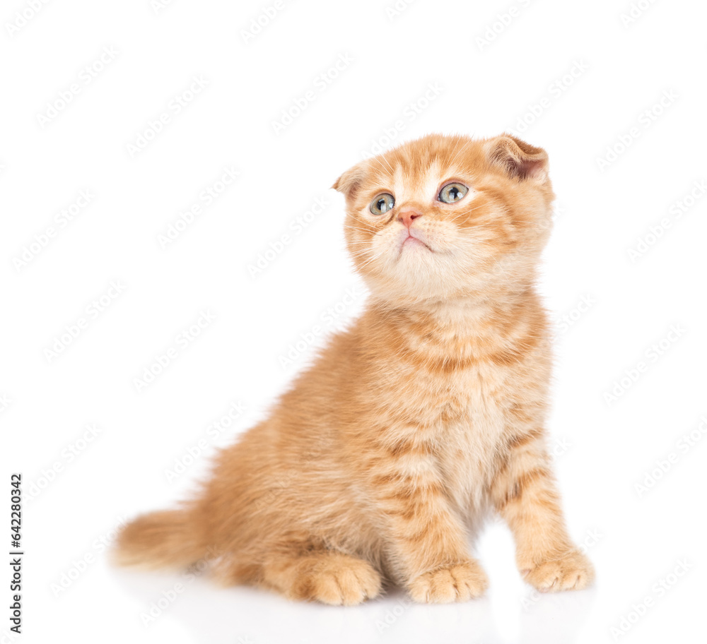 Poster Curious ginger kitten sitting and looking up on empty space. isolated on white background
