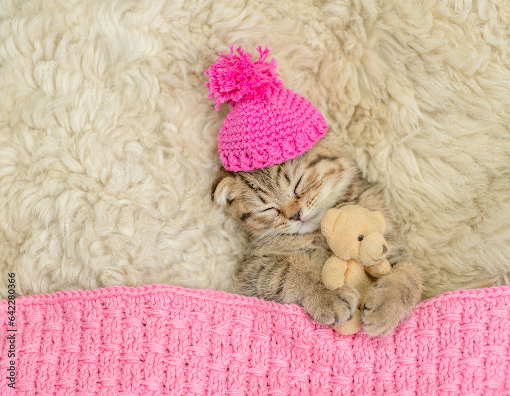 Poster cozy tiny fold tabby kitten wearing warm hat sleeps under warm plaid with favorite toy bear on the b