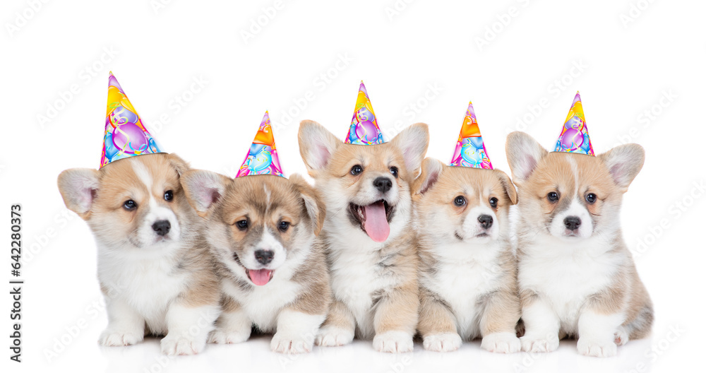 Poster five pembroke welsh corgi puppies wearing party cap sit and look up and at camera. isolated on white