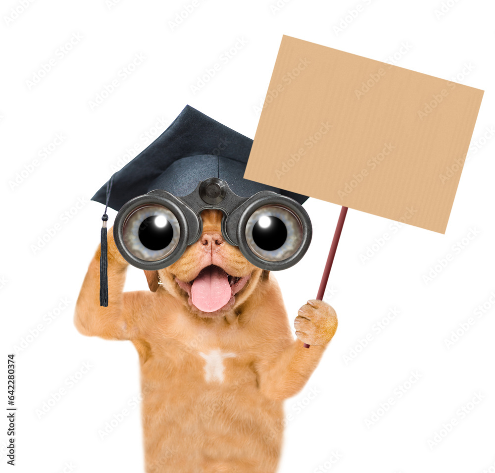 Poster graduated mastiff puppy looks through binoculars and shows empty placard. isolated on white backgrou