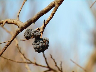 Dried sugar apples on a branch in the drought season