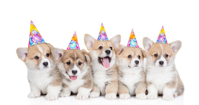 Five Pembroke Welsh Corgi puppies wearing party cap sit and look up and at camera. isolated on white background
