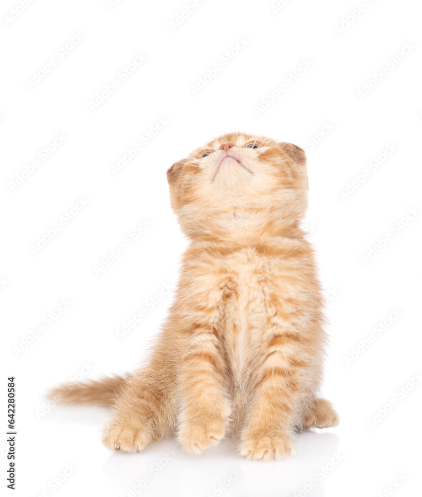 Poster Curious ginger kitten sitting and looking up on empty space. isolated on white background