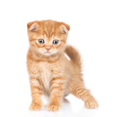 Cute ginger kitten standing in front view and looking at camera. isolated on white background