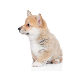 Fototapeta na wymiar Cute Pembroke Welsh Corgi puppy sits in profile and looks away on empty space. isolated on white background