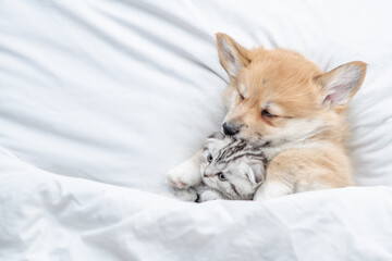 Sleepy Pembroke Welsh corgi puppy sleep with tiny tabby fold kitten under white warm blanket on a bed at home. Top down view. Empty space for text