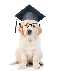 Smart Golden retriever puppy wearing black graduation hat and eyeglasses sits in front view and...