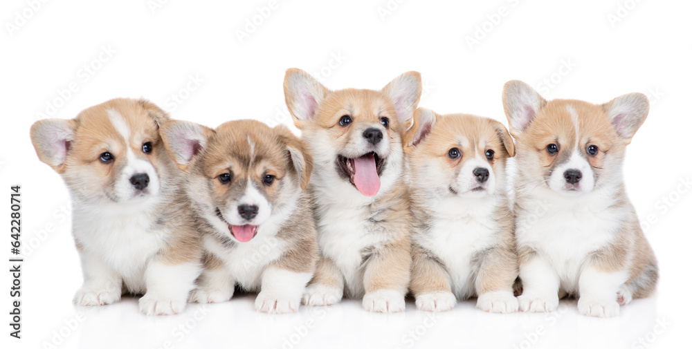 Poster five pembroke welsh corgi puppies sit and look up and at camera. isolated on white background