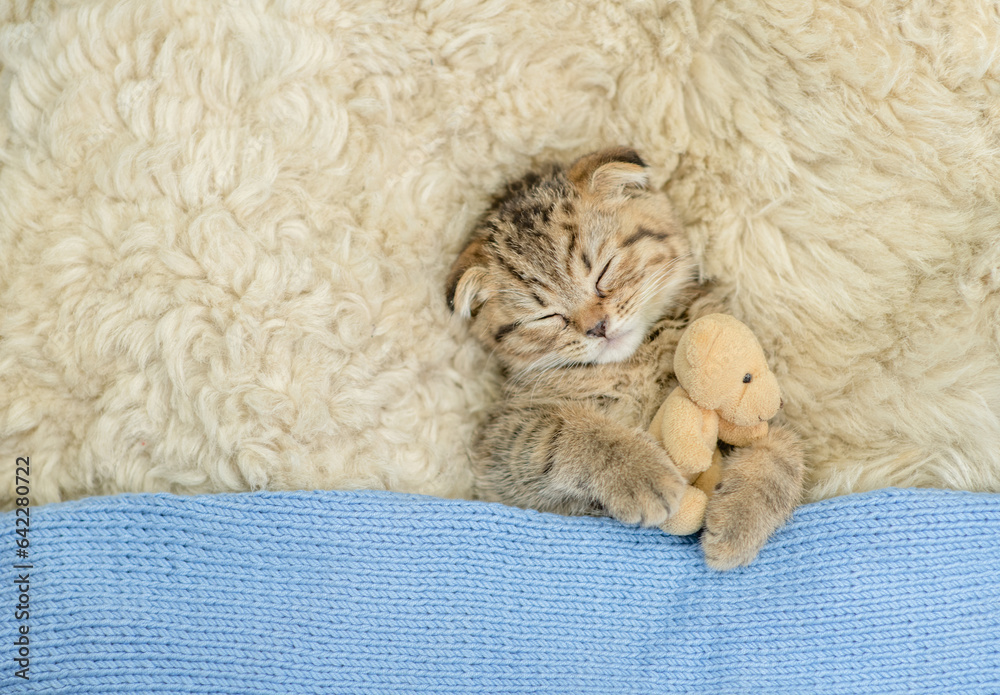 Poster cozy tiny fold tabby kitten sleeps under warm plaid with favorite toy bear on the bed at home. top d