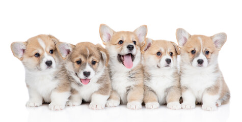 Five Pembroke Welsh Corgi puppies sit and look up and at camera. isolated on white background