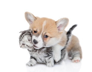 Playful Pembroke welsh corgi puppy hugging tabbu kitten and gnaws kittens ear. isolated on white background
