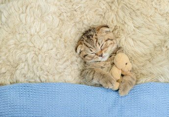 Fototapeta na wymiar Cozy tiny fold tabby kitten sleeps under warm plaid with favorite toy bear on the bed at home. Top down view. Empty space for text